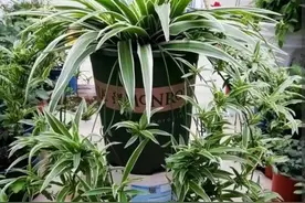 养吊兰别只浇水，记住4个要点，叶子繁茂，不干尖图片