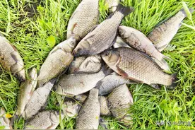 丁香的冬钓效果无敌了！不过也要注意使用方式，小心钓鱼变毒鱼图片