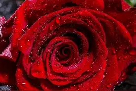 各种颜色的玫瑰花代表不同含义，适合送给不同的人，你送对了吗？图片