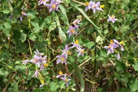 茄子开花不挂果怎么办？怎么提高坐果率？图片