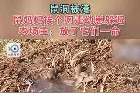 李先生浇地时发现一窝老鼠幼患被淹，母老鼠挨个将幼崽们从被淹的洞口叼到田埂上。不得不说母爱伟大啊图片