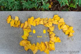 武汉落叶季，来东湖压个马路吧！图片