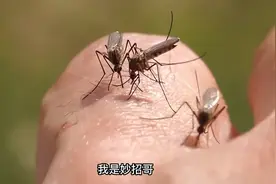蚊子再多也不怕，教你自制驱蚊液，放在房间里，蚊子来多少灭多少图片