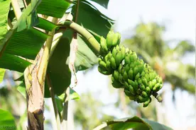 菲律宾香蕉，仅3年出口量从435万吨跌至224万吨，或因枯萎病崩盘图片