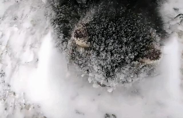 小猫被冻成了“冰雕”,无奈地定格在雪地里:有人来帮帮我吗?