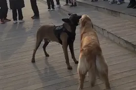 马犬金毛抢玩具谁也不松口。网友：别抢了，它是有编制的！图片