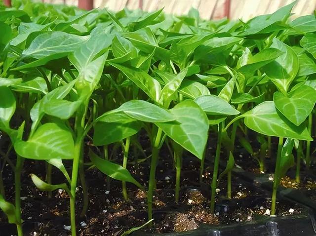 辣椒喜欢什么肥料？老农教你4个施肥妙招，辣椒结得又多又不弯