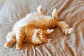 如果猫咪在你家过得“幸福”，就会有这6种表现图片