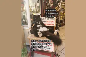 主人记录下猫咪一周的生活，没想到它们还挺忙的？图片