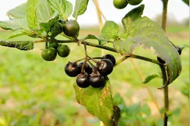 农村12种常见的野果可以泡酒，如果你家乡有，记得去采摘别错过图片