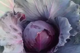 紫甘蓝怎样吃才健康？有哪些功效与作用？图片