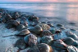 在地球上生存4亿年的生物，只因血液是蓝色的，一升能卖到10万元图片