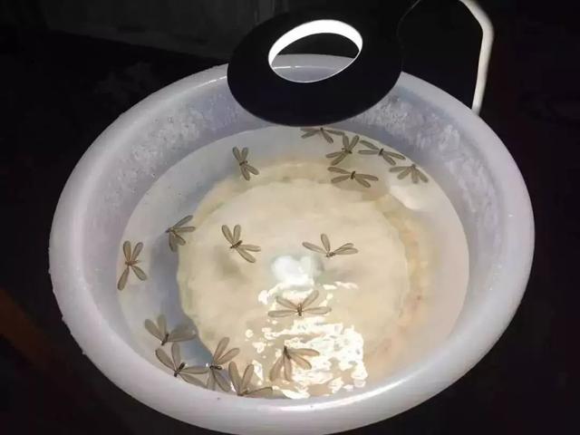 下雨前好多虫子怎么办