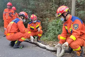 高速路边惊现40斤大蟒蛇，消防员成功“解救”图片