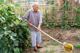 用“粪水”浇灌的蔬菜不能吃？有人说脏，吃了不健康，到底能吃吗图片