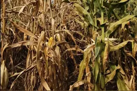 玉米上“喷点啥”，一亩增产200斤？图片