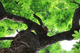 “希君生羽翼，一化北溟鱼”一起用诗词为高考学子加油吧！图片