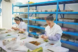 “虫虫特攻队”出击！一起探秘海南“天敌工厂”→图片