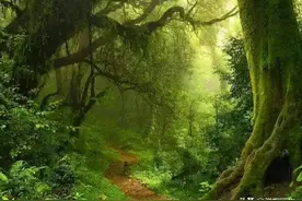 危机四伏的丛林，流光溢彩的翡翠，曾经的国土——野人山图片