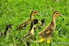 #健康中国行动2030# 【68岁张阿姨腰椎骨折，4小孔完美复位 ！】图片
