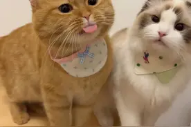 大橘拍照吐舌头又被打了。网友喊话大橘：什么时候崛起图片