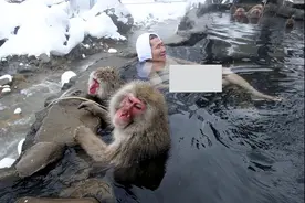 日本著名旅游景点，和人一起泡温泉的雪猴，地位不够只能被冻死图片