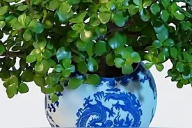 “3种”漂亮盆景，轻松养到10年以上，生命力顽强，好养价值高图片