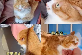 “捡了只流浪猫，十几年了，全家人里它只揍我一个！”图片