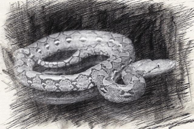 泰国"蛇王"决战:蟒蛇绞眼镜王蛇,王蛇咬蟒蛇,究竟谁能胜出?