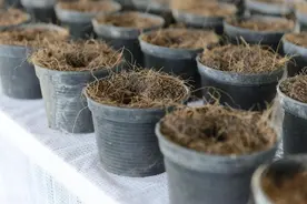 花盆土硬的戳不动，不如用上它，过几天土壤松软像发糕图片