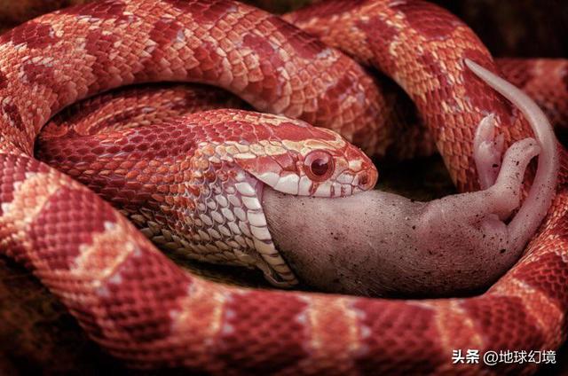 40张惊悚的生物照:深海鱼嘴里探出诡异脑袋,羚羊看热闹命丧狮口
