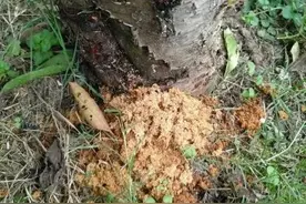 果树内部有蛀虫，怎么才能杀死？只要用对方法，一招解决图片