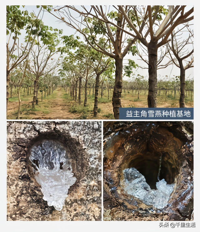 雪燕可以炖花胶吗 2026年雪燕胶和什么一起炖最好