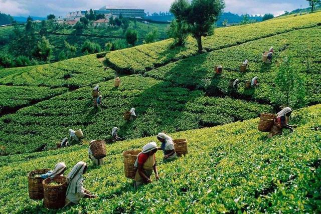 锡兰红茶世界闻名，被誉为“献给世界的礼物”，不同产区差别挺大