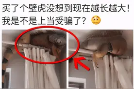 买了个壁虎越养越大，我是不是上当受骗了？网友：你要发达了图片