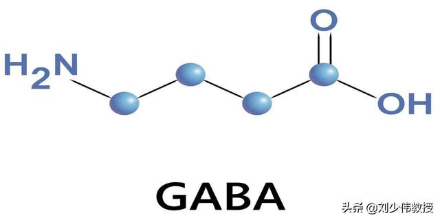 GABA到底是什么？