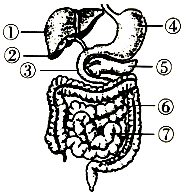 中考生物一轮复习 专题训练八 人的食物来自环境