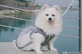 “真是岂有此理！自己的狗被偷，竟要花钱买回？”警察：自愿调解图片