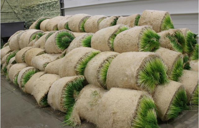 水培牧草产量高，节省土地资源，省时省人工