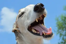 关于狗狗的牙，你了解多少？菲尔顿：人的牙比狗差远了图片