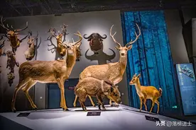 宜昌藏着一座国家级博物馆，可以领略巴楚文化，是研学游的好去处图片