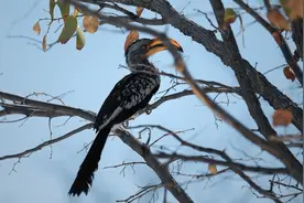 纳米比亚回国图片