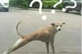 表情包‖脑门上大大的问号，不理解?为什么又是我挨骂?图片