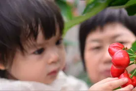 五一去采摘！ 金堂车厘子成熟啦图片