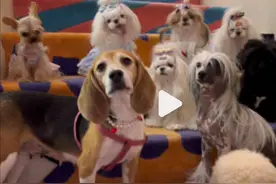 霍思燕晒自家养的9只宠物犬纪念去世爱犬，7只随她姓霍，2只随老公姓杜图片