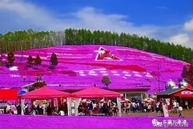 黄金周热门旅游地排行：去北海道再赏樱图片