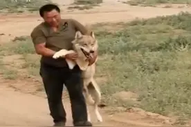 狼是真的养不熟吗？08年内蒙牧羊人救下小狼，长大后意外发生了！图片