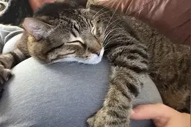 孕期总被猫踩肚子，结果孩子出生后，猫：我错了！图片