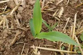 玉米上的蓟马，究竟需不需要防治，许多人都搞错啦图片