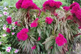 肠镜发现了结肠息肉，如果是这些类型，要当心图片